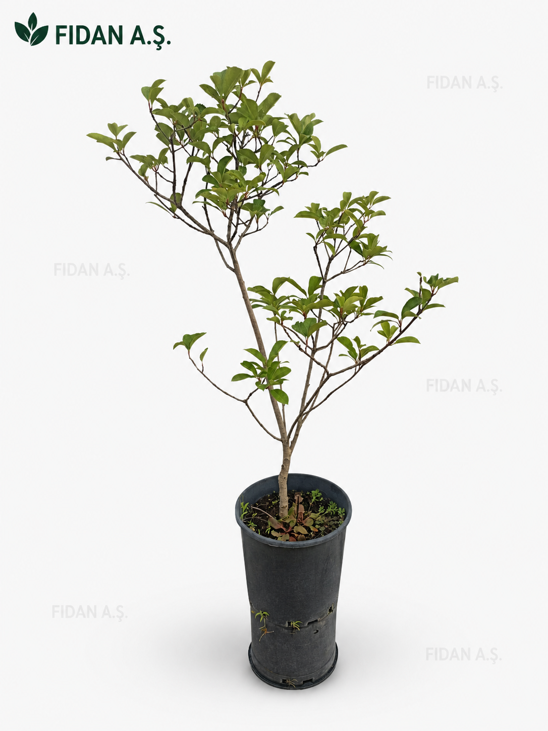 Photinia Fraseri Compacta Robusta